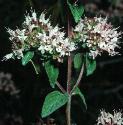 marjoramfflos