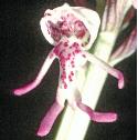 monkeyfflo1orchid1