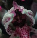 monkeyfflo4orchid1