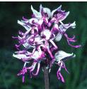 monkeyfflos2orchid1