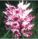monkeyfflos3orchid1