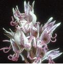 monkeyfflos4orchid1