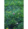 monkeyffor2orchid1