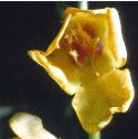mothfflomullein