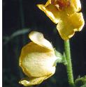 mothfflosmullein