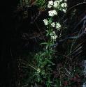 northernfforbedstraw