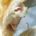 oxtonguefflobroomrape