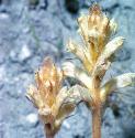 oxtonguefflosbroomrape