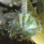 phoaryflobudcrockrose