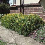 pyellowfor3corydalis