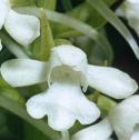 scentedfflo3orchid1
