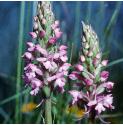 scentedfflos5orchid1