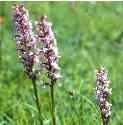 scentedfflos6orchid1