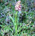 scentedffor1orchid1