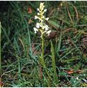 scentedffor3orchid1