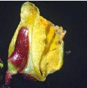 smallfflobladderwort