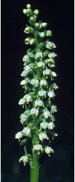 smallffor1whiteorchid1a