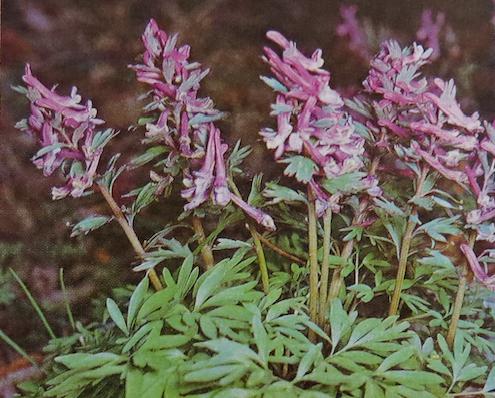 solidrootedfumewortcorydalissolidapolunin