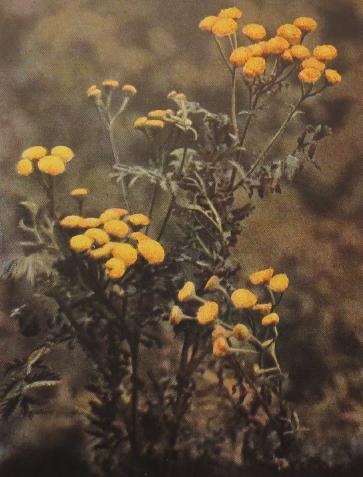 tansytanacetumvulgarecorke