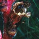thymefflobroomrape