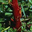 thymeffolbroomrape