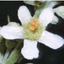 whitefflomullein