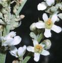 whitefflosmullein