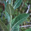 whiteffolmullein