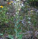 whitefformullein