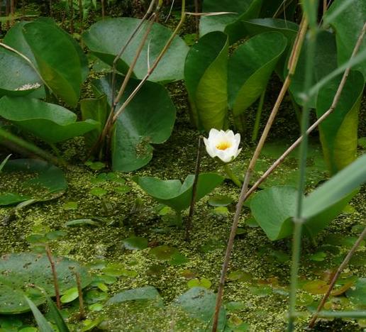whitefforwaterlilybritishflora1