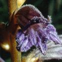 yarrowfflobroomrape