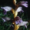 yarrowfflosbroomrape