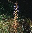 yarrowfforbroomrape