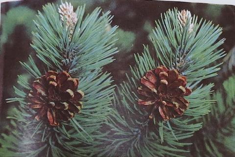 austrianpinepinusnigrapolunin1