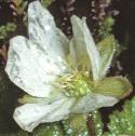 cloudberryfflo1