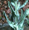 commonffolcudweed1