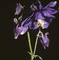 fcolumbineflo1