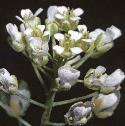 fcommonflopennycress