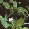 fcommonfolchickweed1
