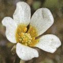 fthreadfloleavedcrowfoot1
