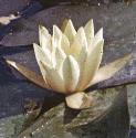 fwhiteflowaterlily1