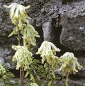 fwhiteflosclimbingcorydalis