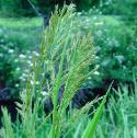 greatfflowatergrassbritishflora1