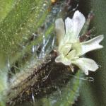 psmallflobudofloweredcatchfly1