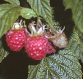 raspberryfor1