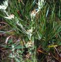 redtippedfforcudweed1