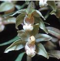 violetfflos1helleborine1a