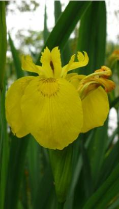 yellowfflo1flagbritishflora1